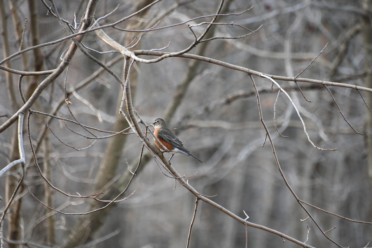 American Robin - ML626789154