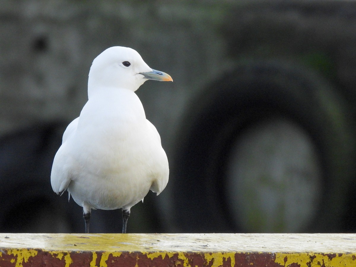 Ivory Gull - ML626789155