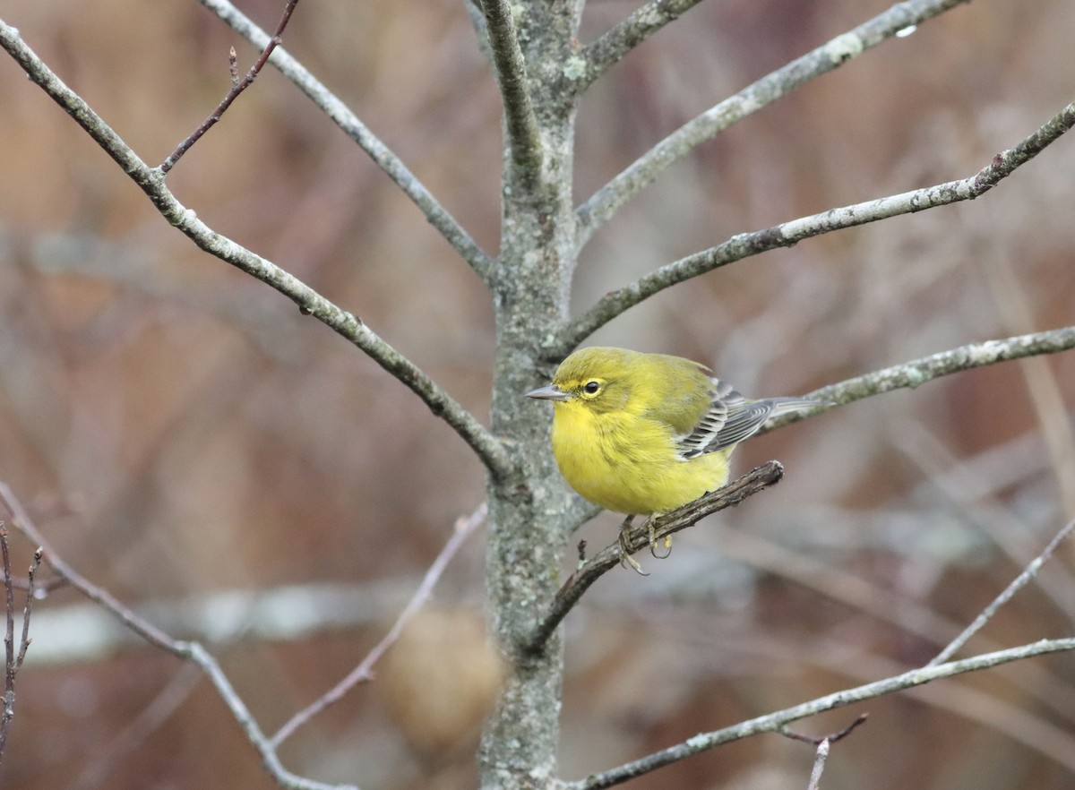 Pine Warbler - ML626789156