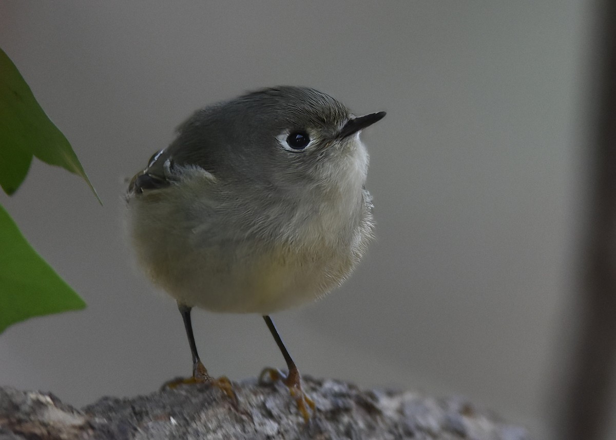 Ruby-crowned Kinglet - ML626789157