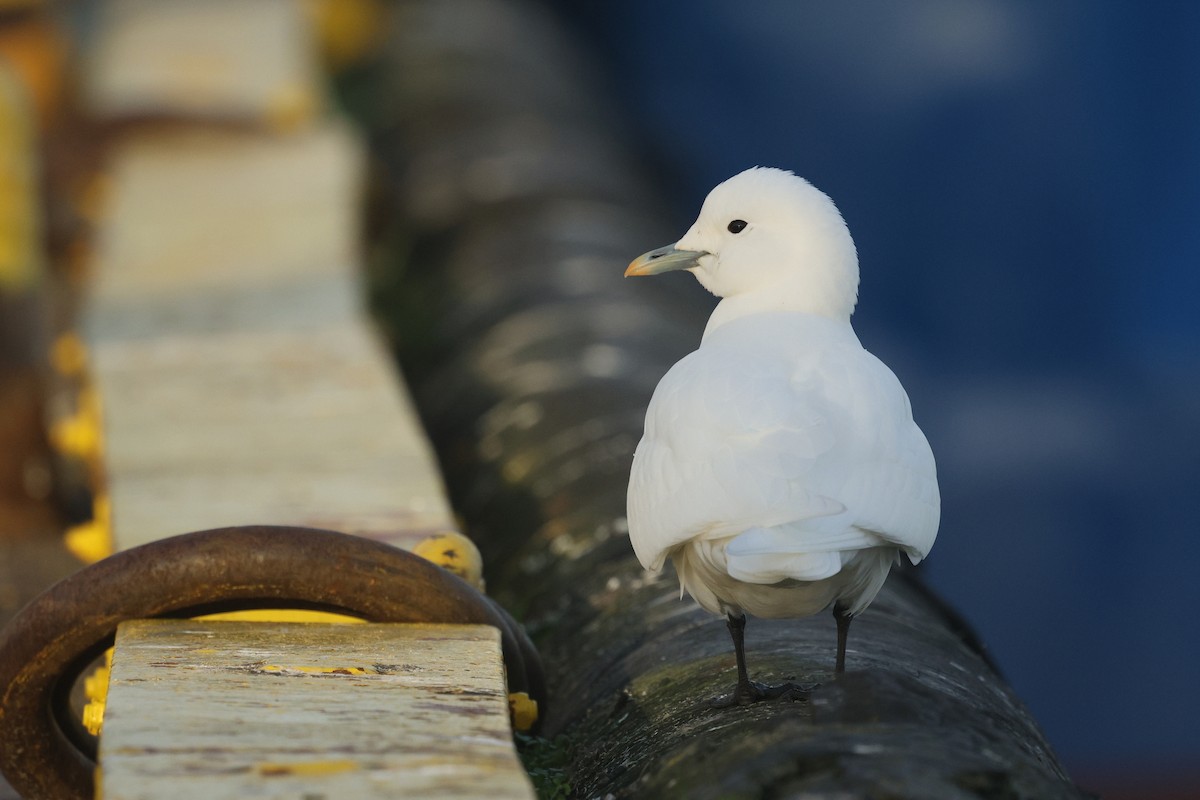 Ivory Gull - ML626789158