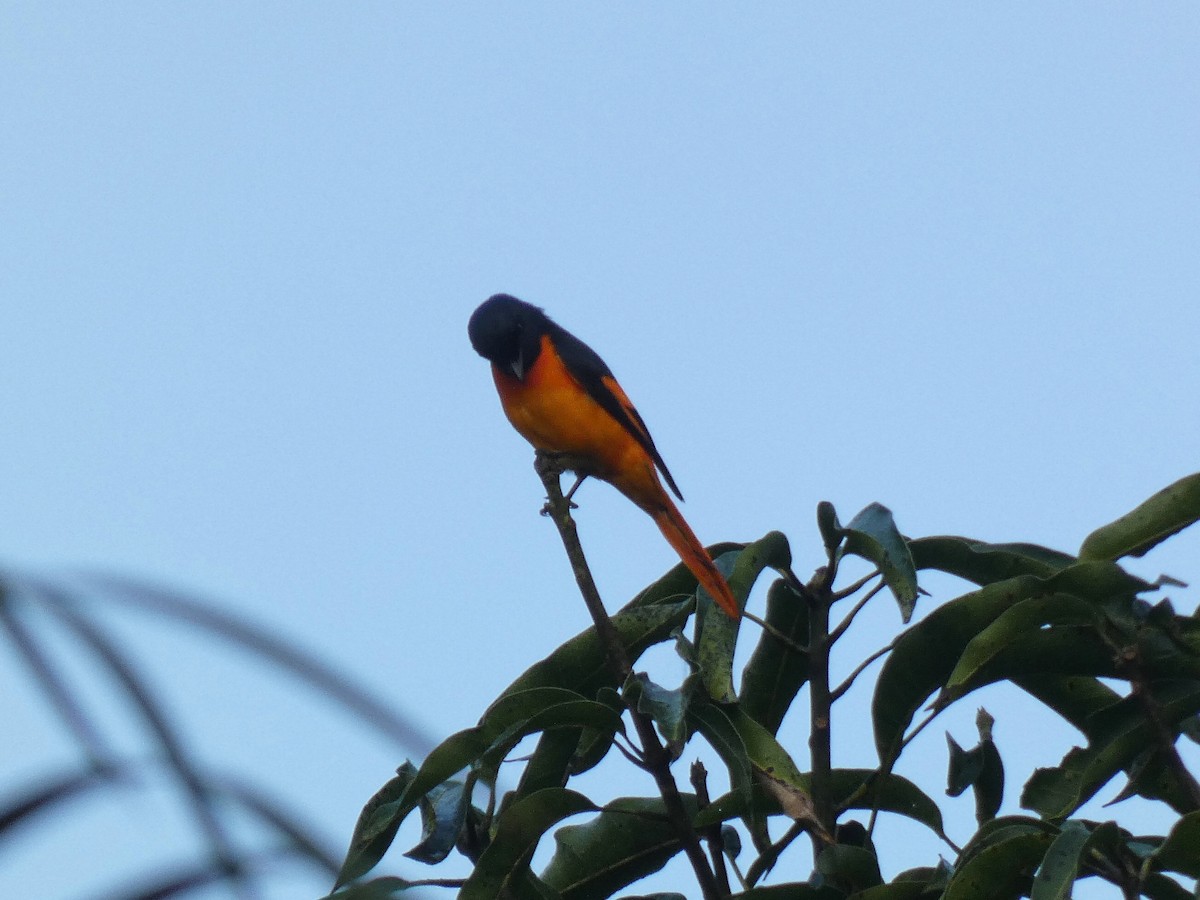 Orange Minivet - ML626789159