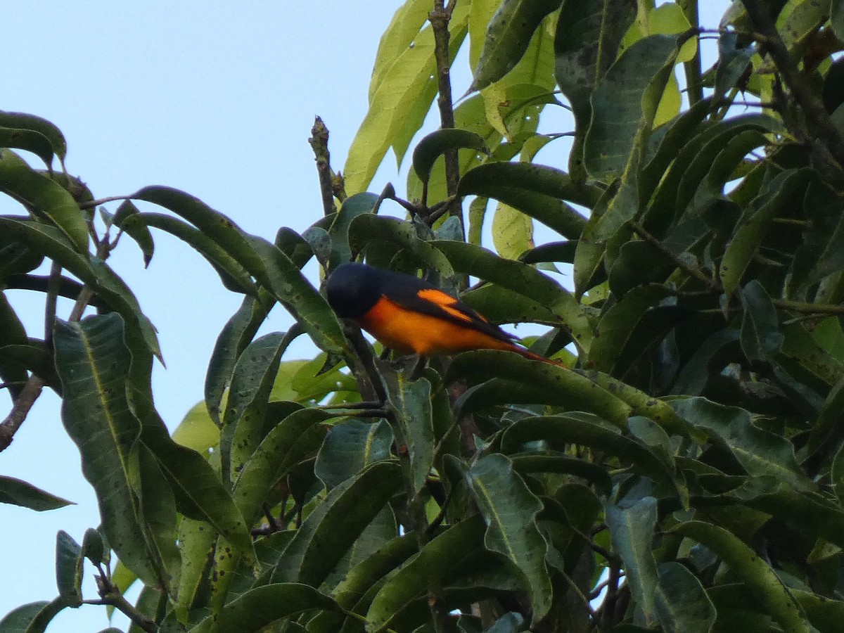 Orange Minivet - ML626789160