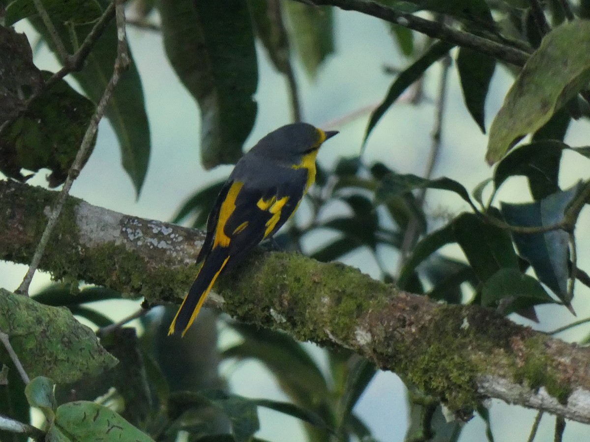 Orange Minivet - ML626789161