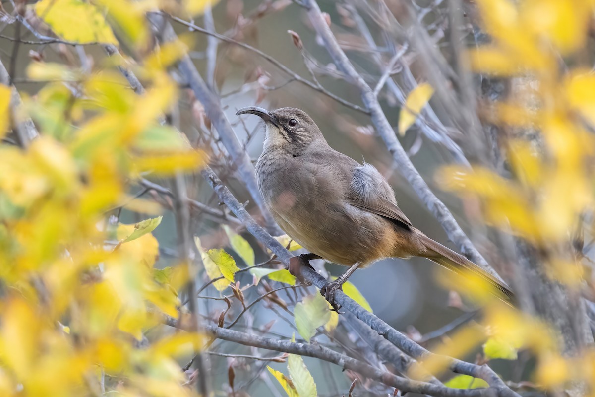 California Thrasher - ML626789164