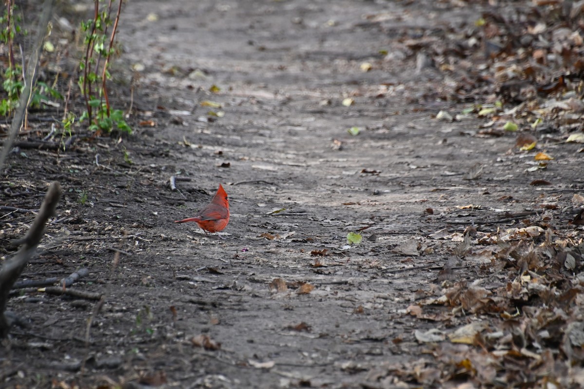 Northern Cardinal - ML626789165