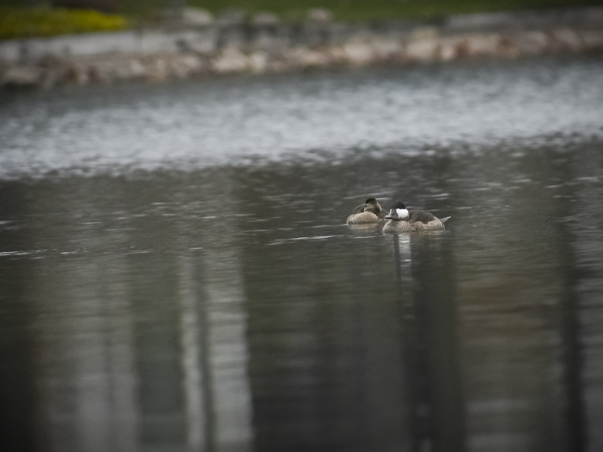 Ruddy Duck - ML626789166