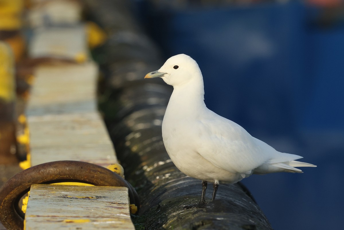 Ivory Gull - ML626789167