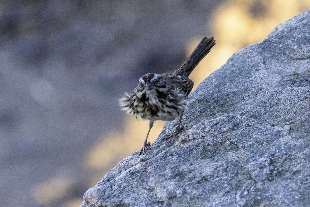 Song Sparrow - ML626789168