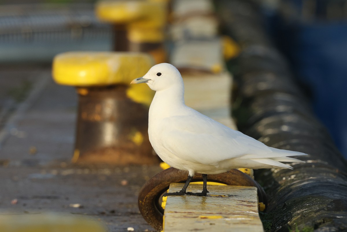 Ivory Gull - ML626789169