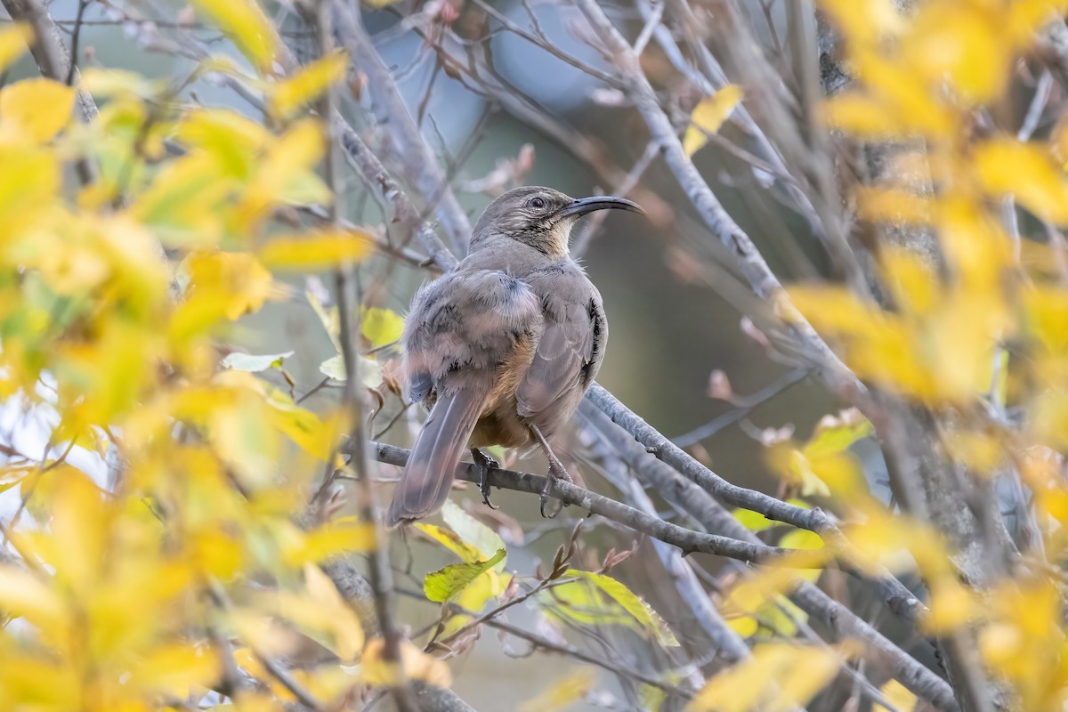 California Thrasher - ML626789170