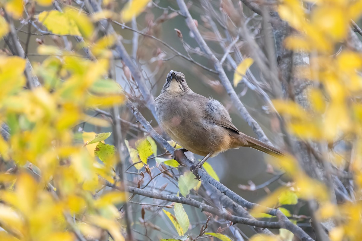 California Thrasher - ML626789171