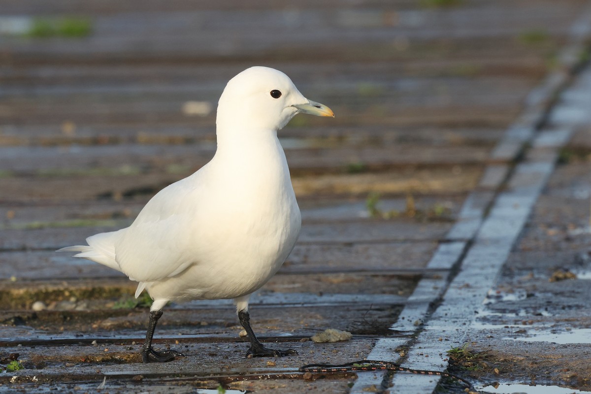 Ivory Gull - ML626789172