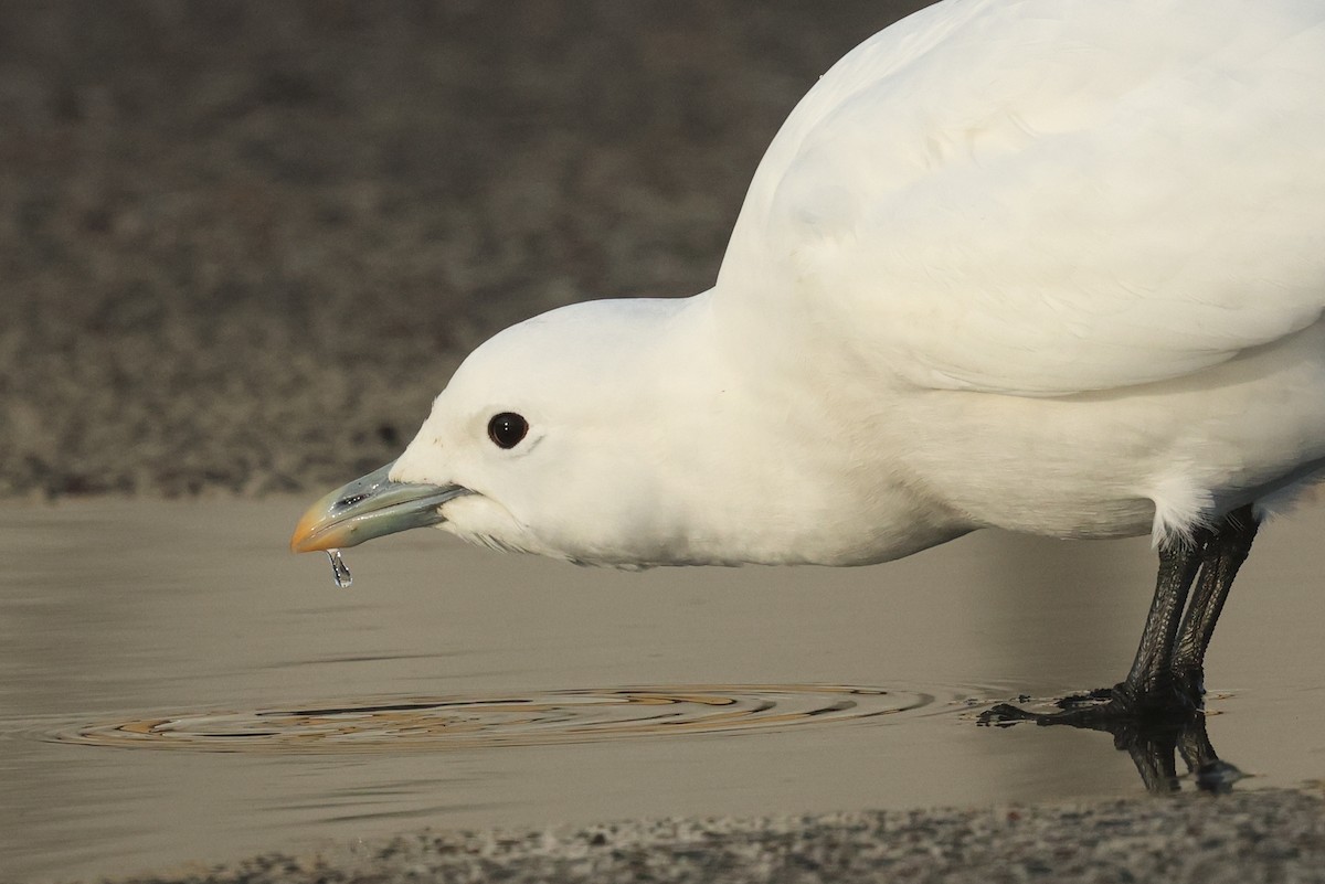 Ivory Gull - ML626789176