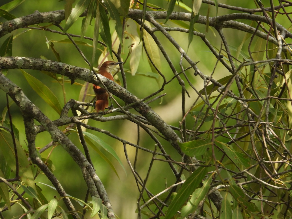 Yellow-chinned Spinetail - ML626789177