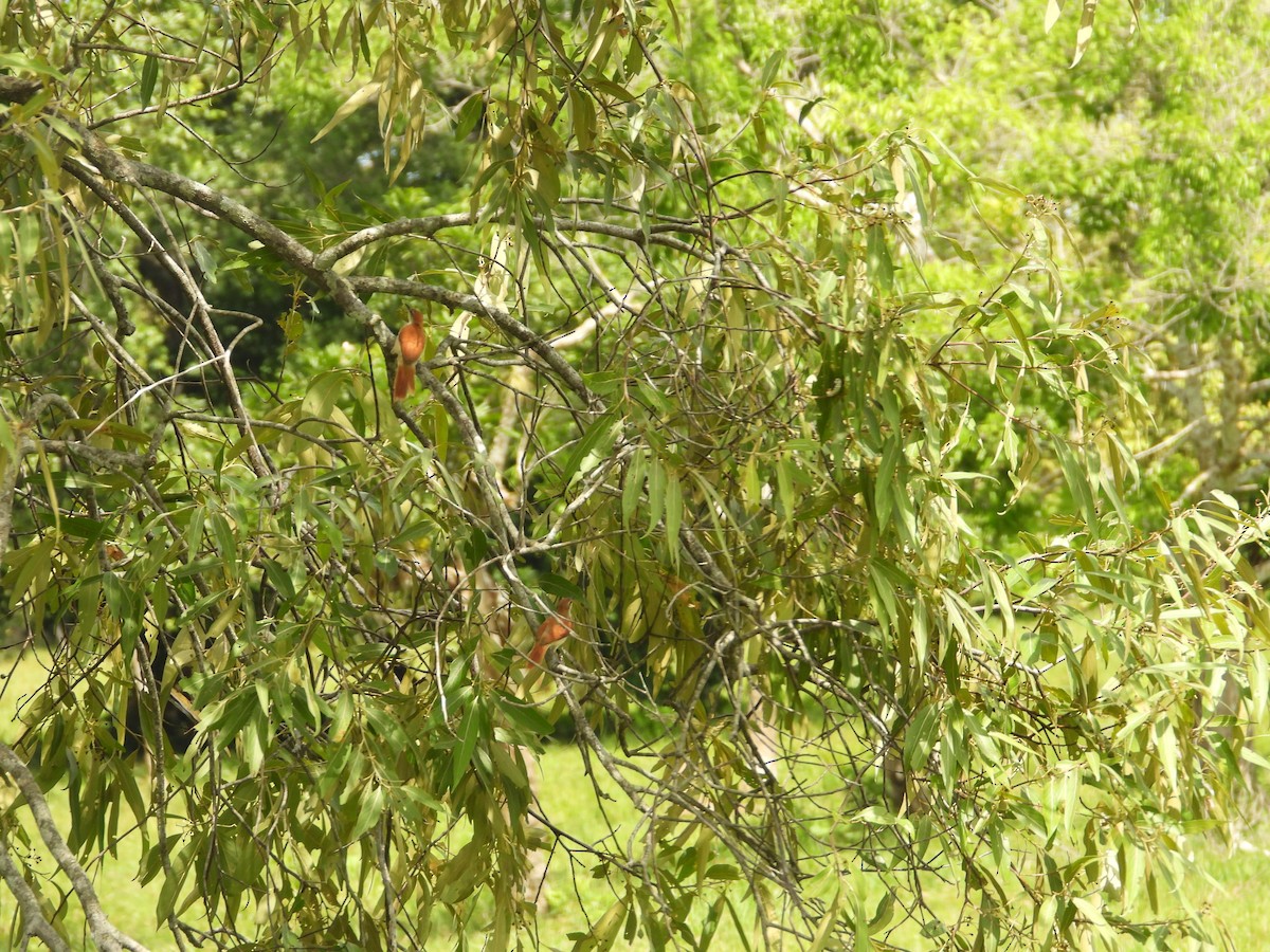 Yellow-chinned Spinetail - ML626789178