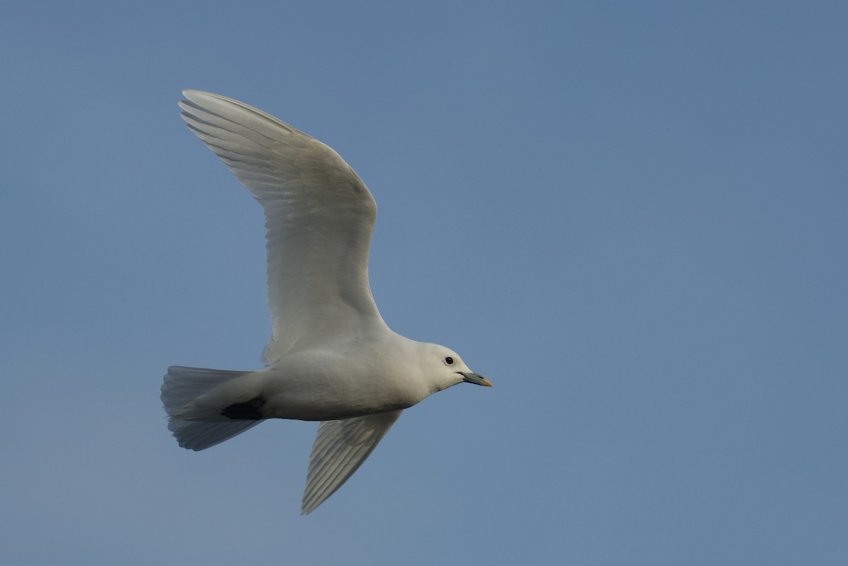 Ivory Gull - ML626789180