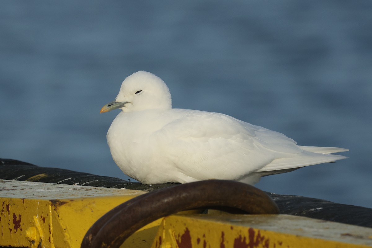 Ivory Gull - ML626789182