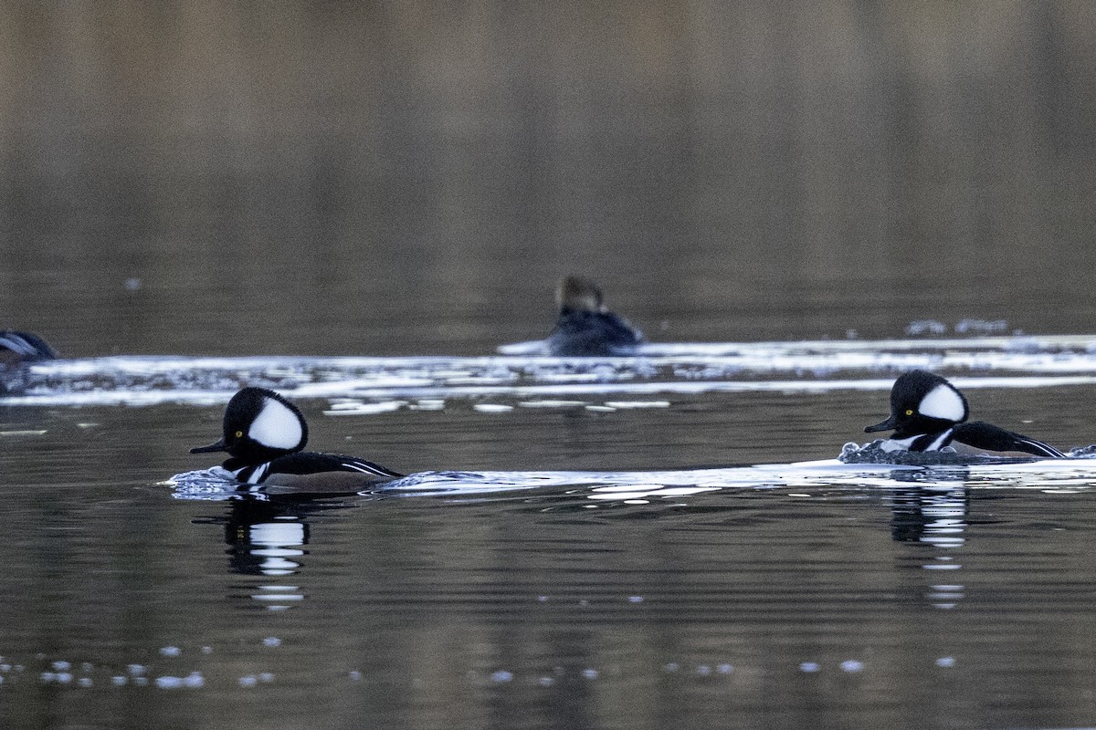 Hooded Merganser - ML626789185