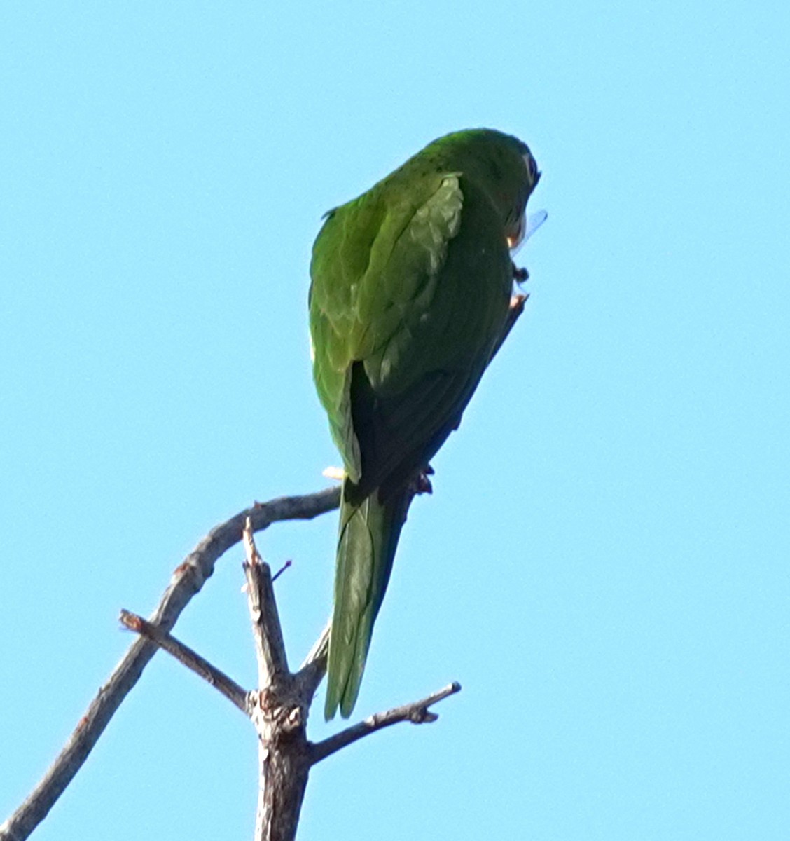 White-eyed Parakeet - ML626789273