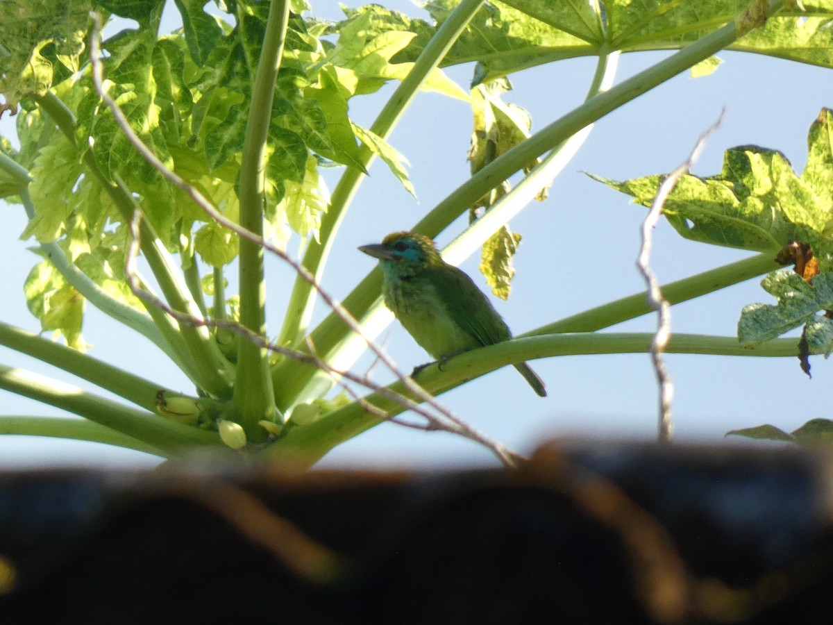 Yellow-fronted Barbet - ML626789275