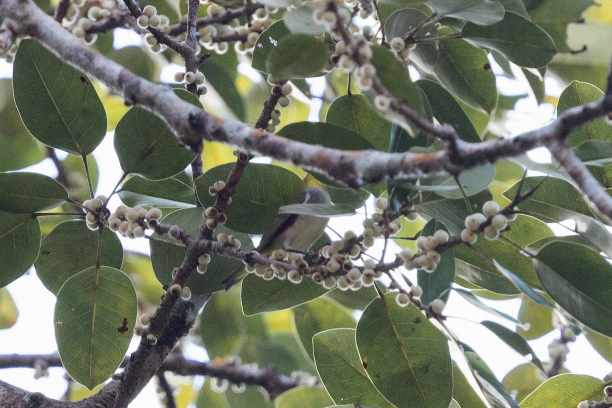 Chestnut-flanked White-eye - ML626789279