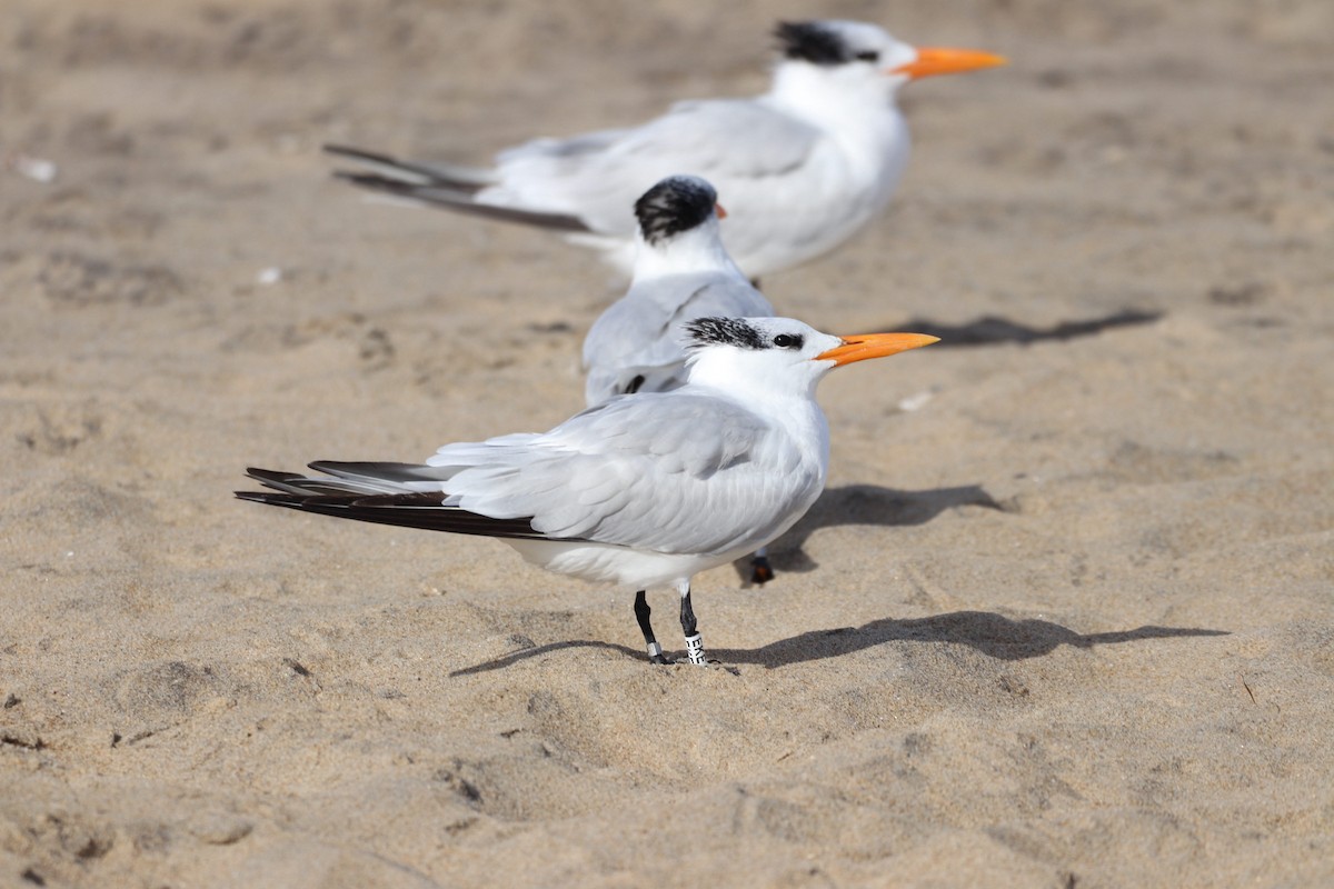 Forster's Tern - ML626789280