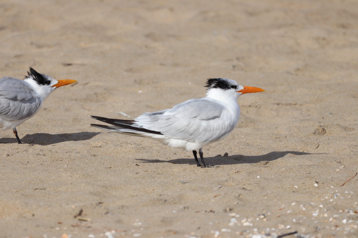 Forster's Tern - ML626789281