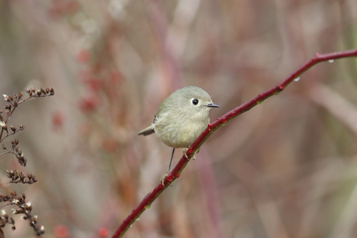 Ruby-crowned Kinglet - ML626789282