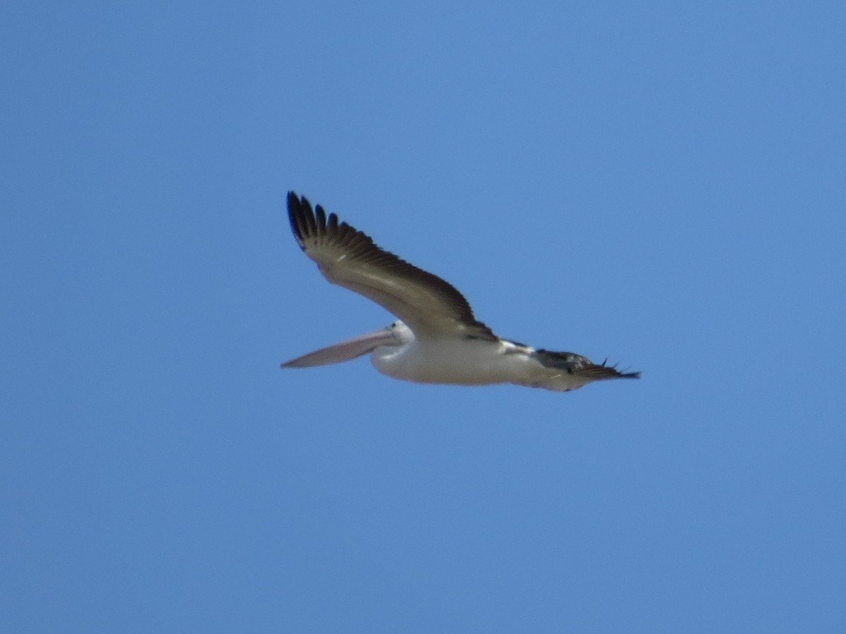 Australian Pelican - ML626789287