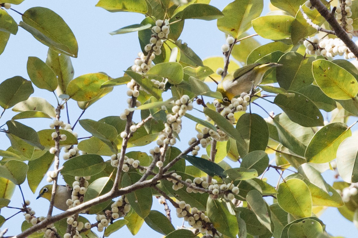 Swinhoe's White-eye - ML626789288