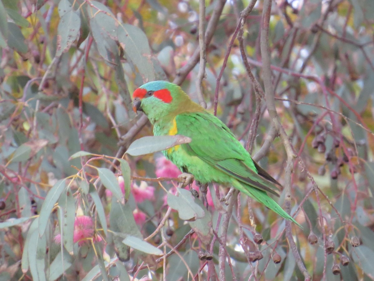 Musk Lorikeet - ML626789289