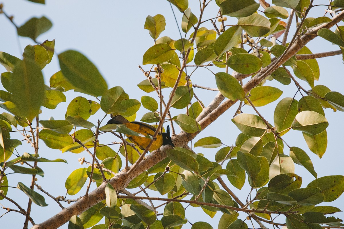 Black-crested Bulbul - ML626789290