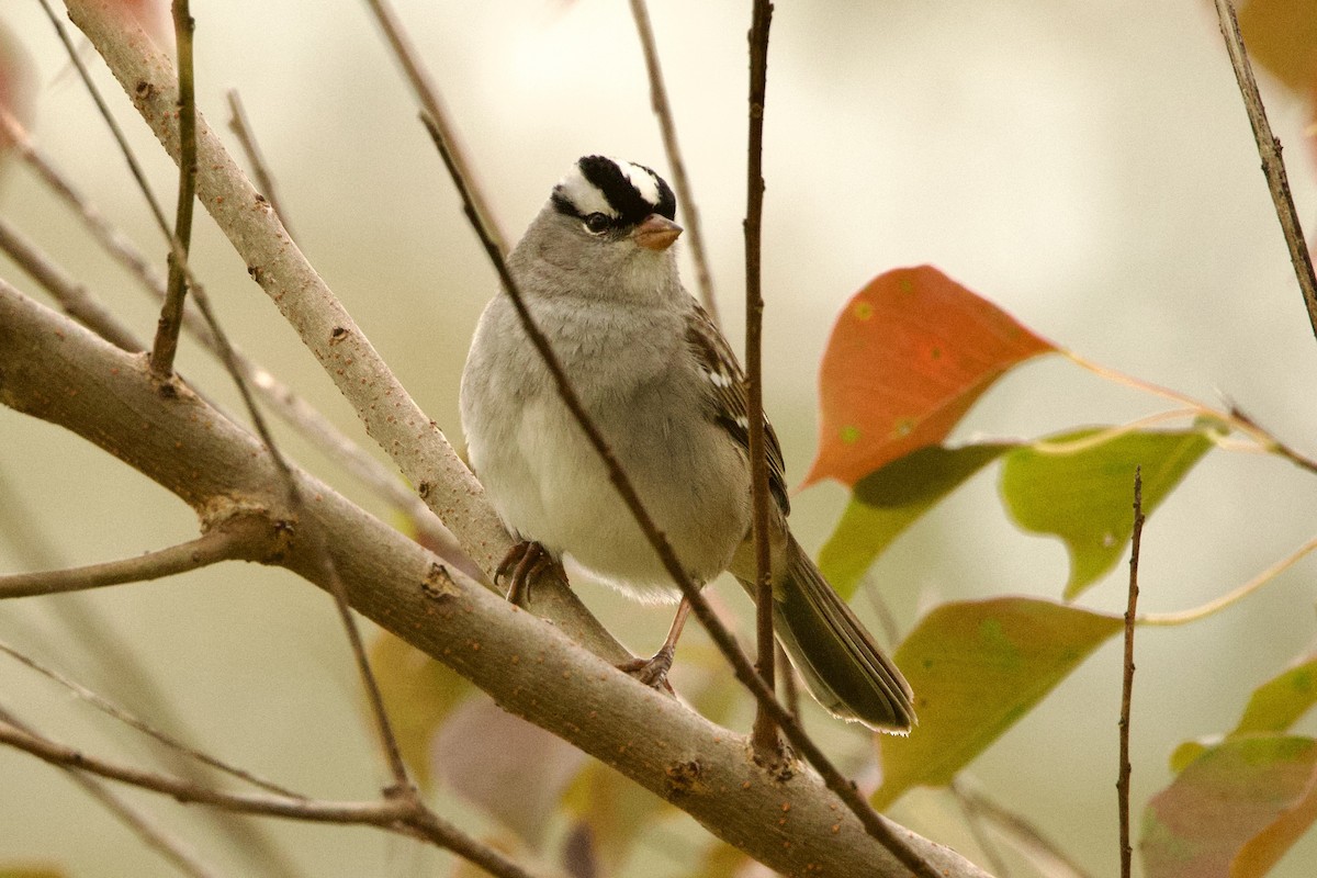 White-crowned Sparrow - ML626789291