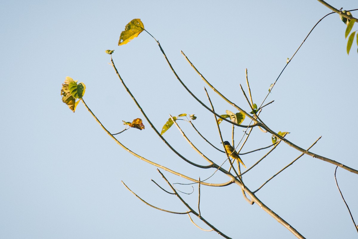 Black-headed Bulbul - ML626789296