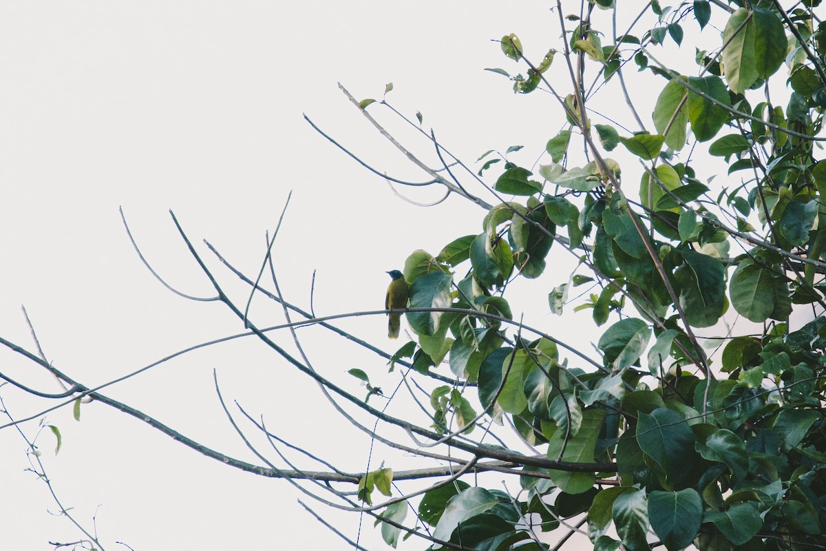 Black-headed Bulbul - ML626789298