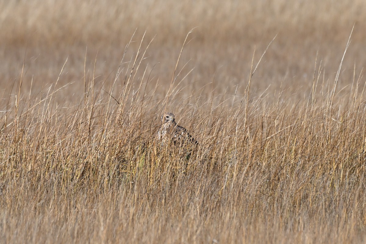 Northern Harrier - ML626789299