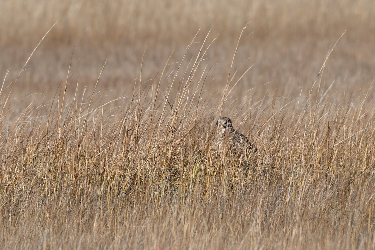 Northern Harrier - ML626789300