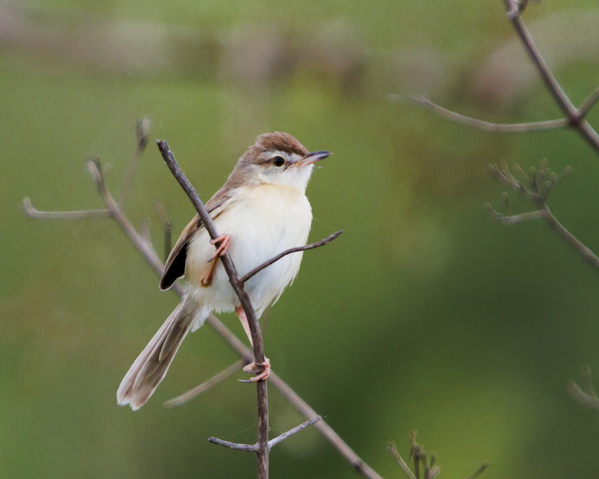 Plain Prinia - ML626789339