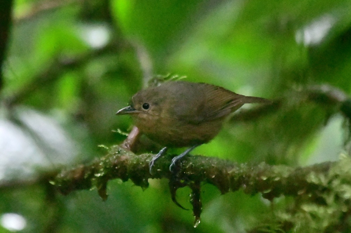 Slaty Antwren - ML626789360