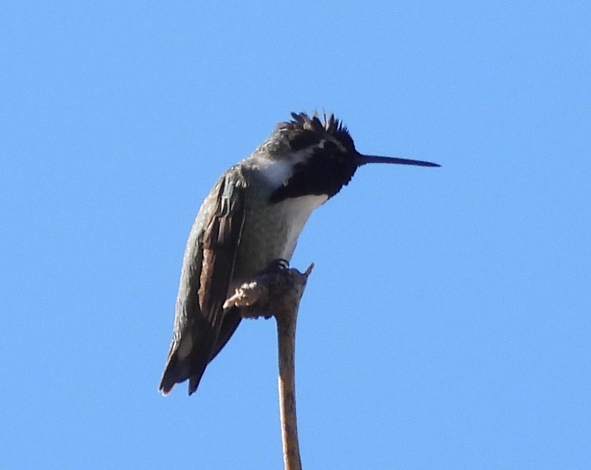 Costa's Hummingbird - ML626789415