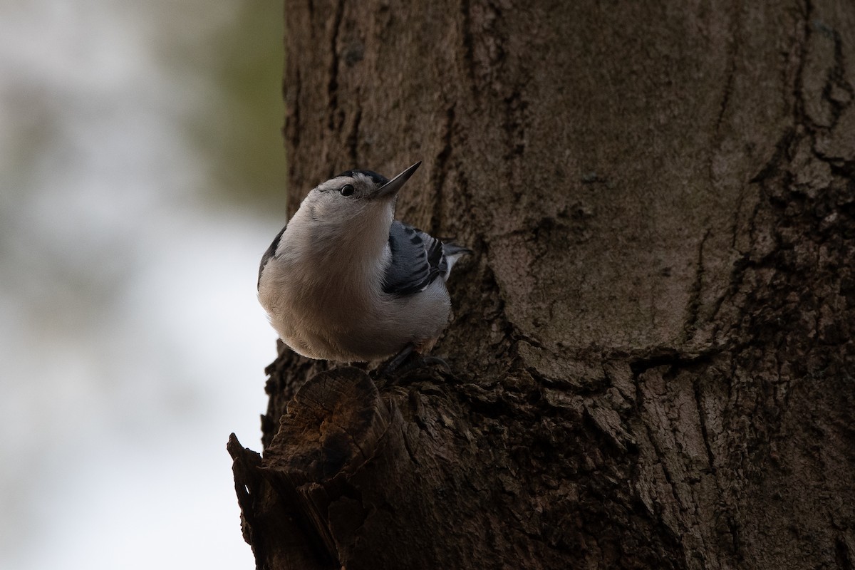 White-breasted Nuthatch - ML626789416