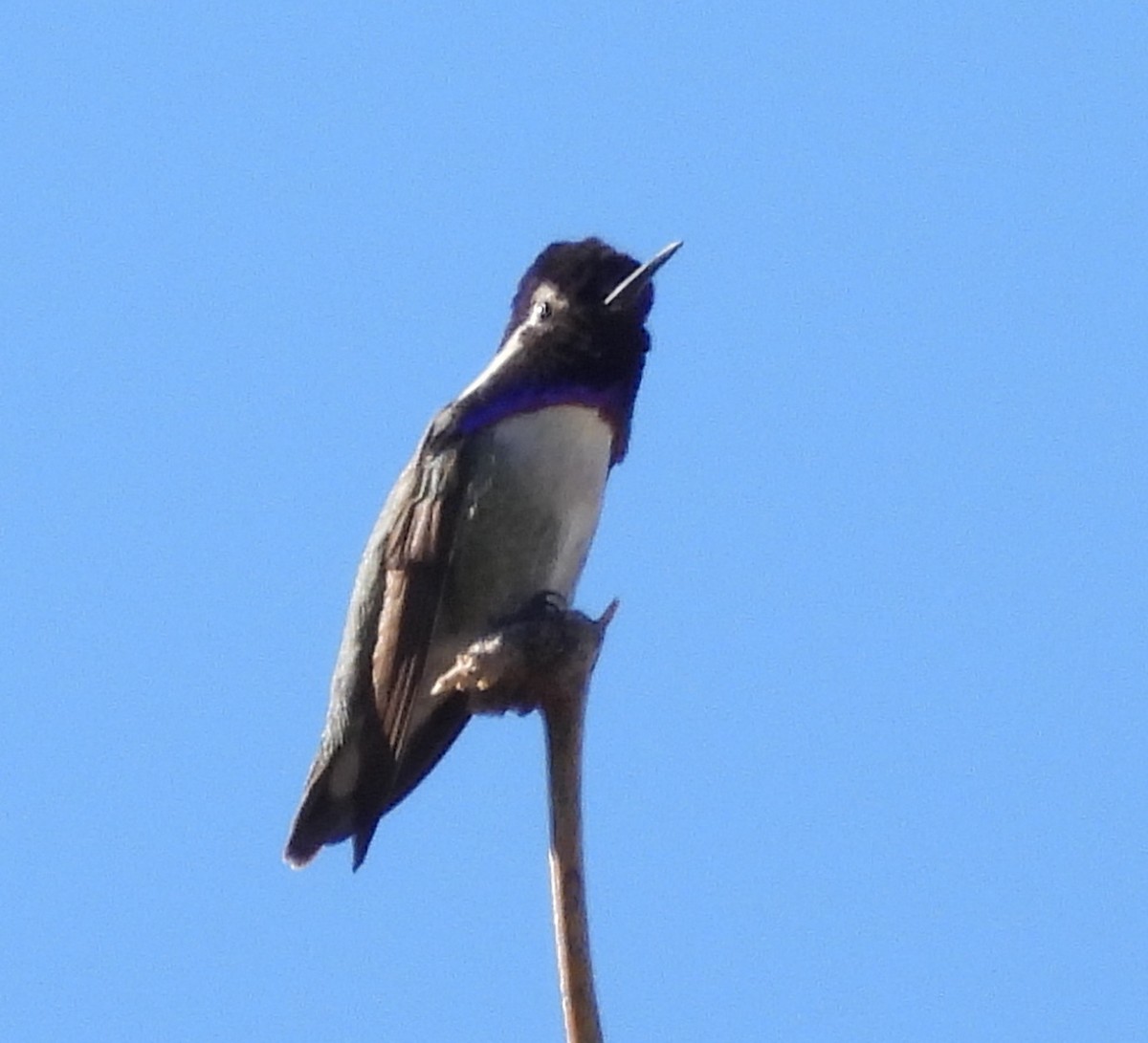 Costa's Hummingbird - ML626789417