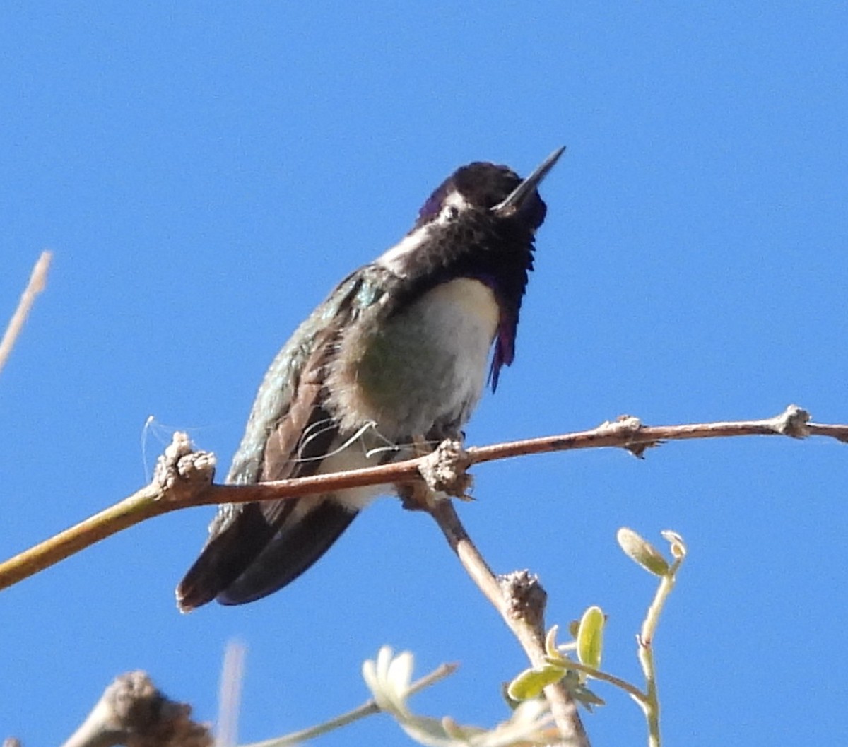 Costa's Hummingbird - ML626789418