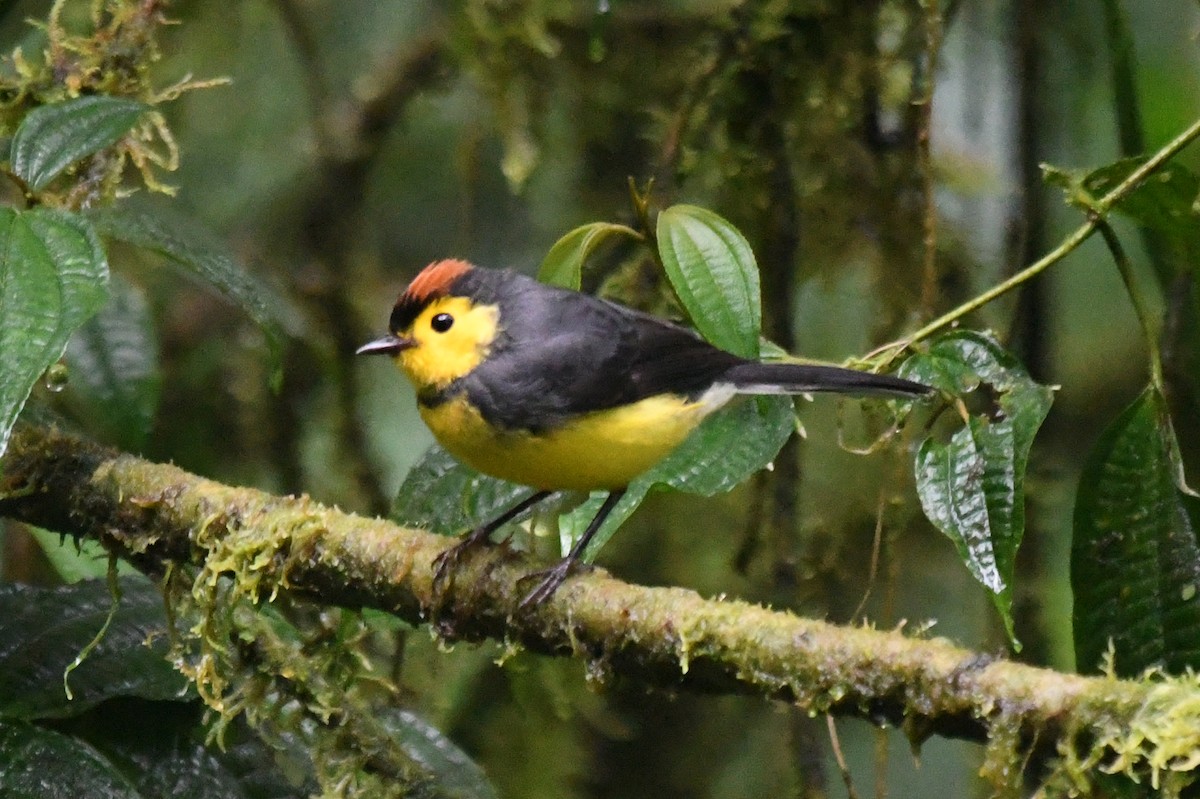 Collared Redstart - ML626789419