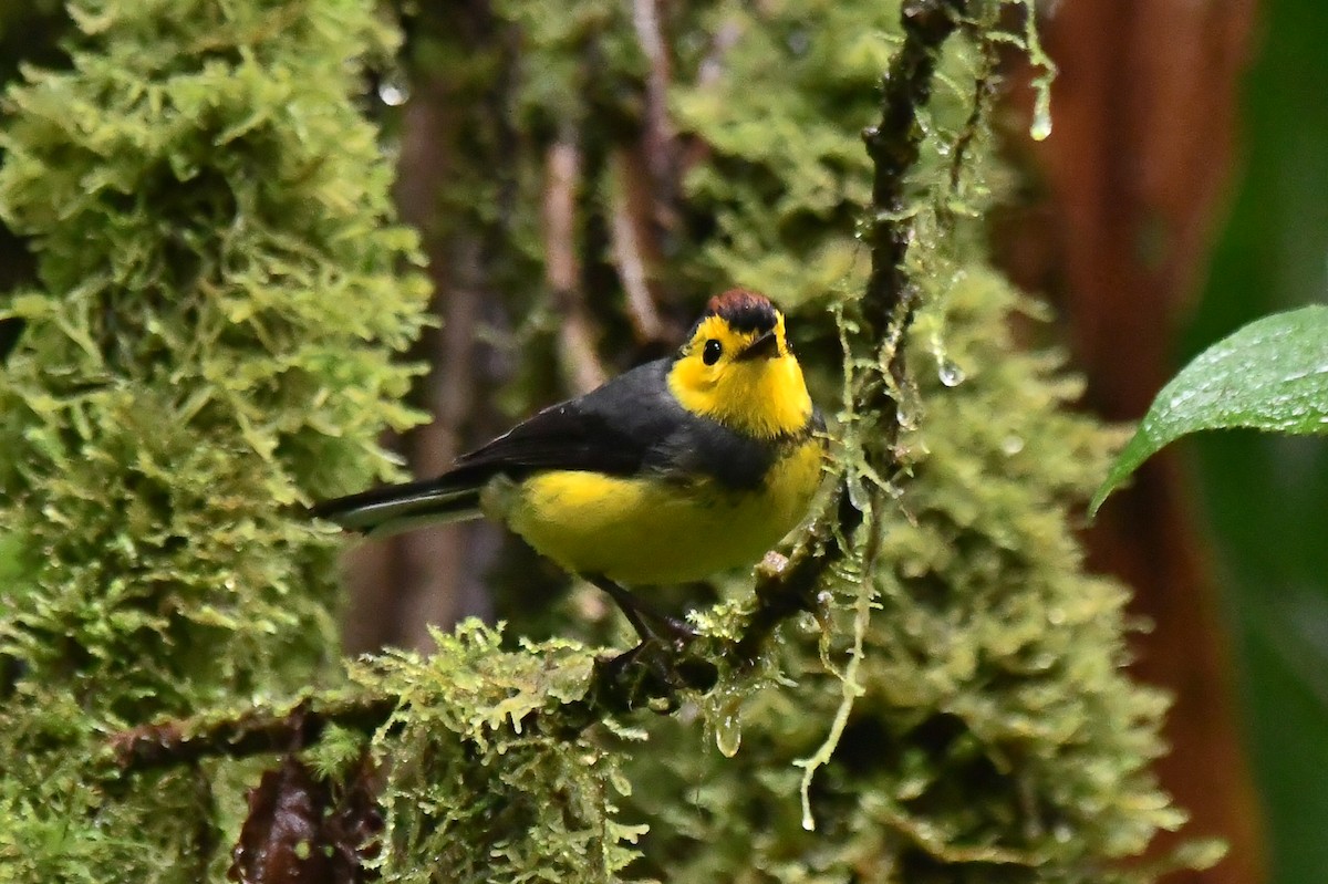 Collared Redstart - ML626789420