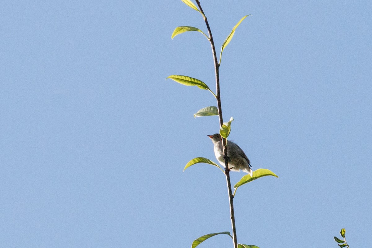 Thick-billed Flowerpecker - ML626789421