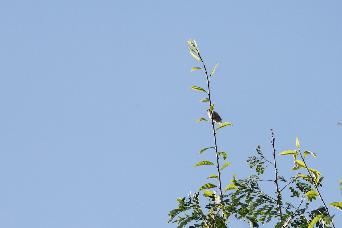 Thick-billed Flowerpecker - ML626789422