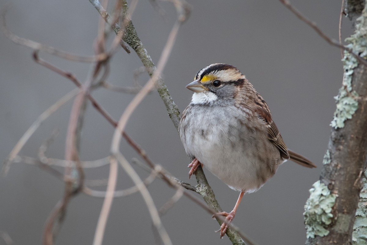 White-throated Sparrow - ML626789423