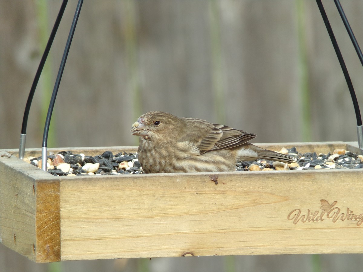 House Finch - ML626789432